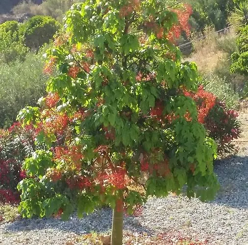 Maristella ベッド・アンド・ブレックファスト リーパリ