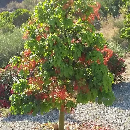 Maristella Oda ve Kahvaltı Lipari (Isola Lipari)